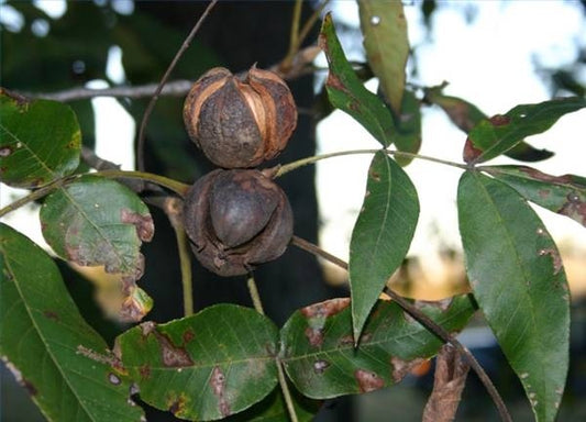 how to roast hickory nuts
