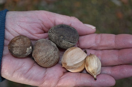 how to roast shagbark hickory nuts