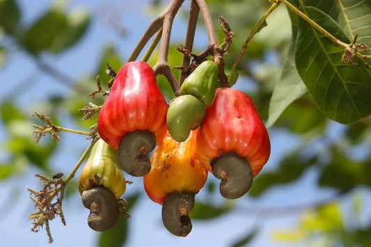 what nut is poisonous until roasted